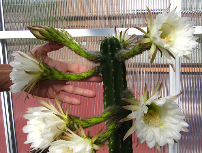 Trichocereus pachanoi flower in hand